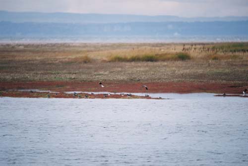 Kiebitze (Lapwings) bei Aberlady