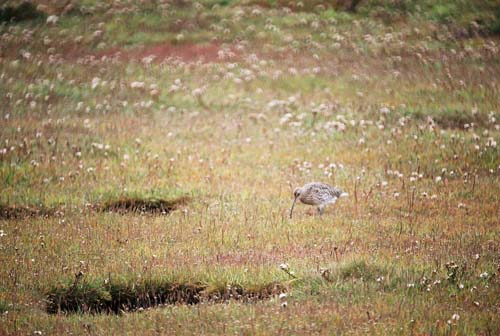 großer Brachvogel (Curlew) bei Aberlady