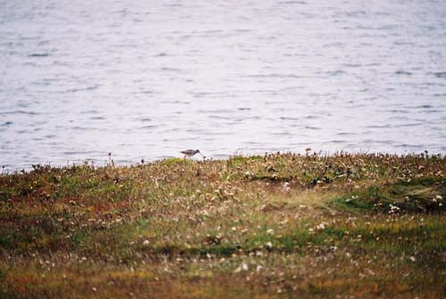 Rotschenkel (Redshank) bei Aberlady