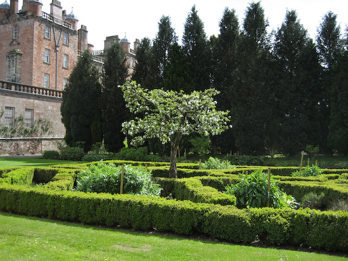 Apfelblüte im Garten von Drumlanrig