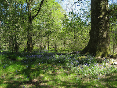 blaue Teppiche im Frühlingswald - scottish bluebells