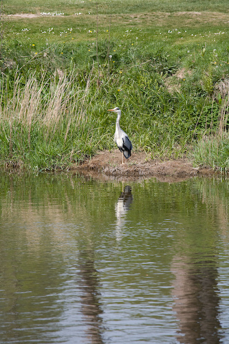 Peebles - Fischreiher am Tweed