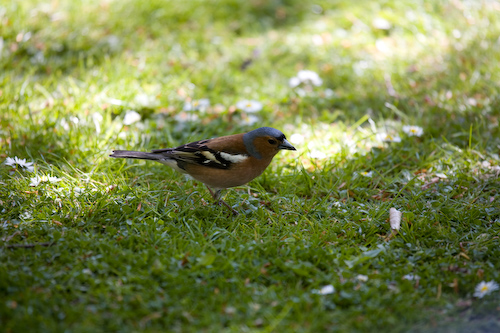 Samen und Kuchenkrümel suchen ... (Buchfinkenmännchen)