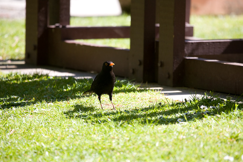 Regenwürmer jagen ... (Amsel)