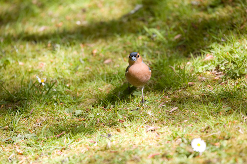 und für den Vogelmarathon trainieren ...