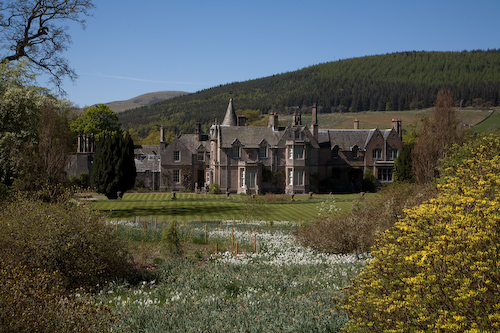 Dawyck Estate mit Streifenrasen und Osterglocken