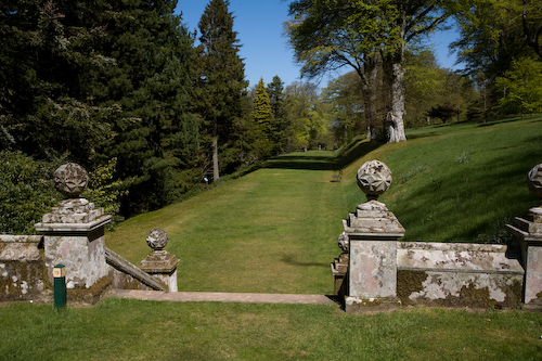 the beech walk (Dawyck)