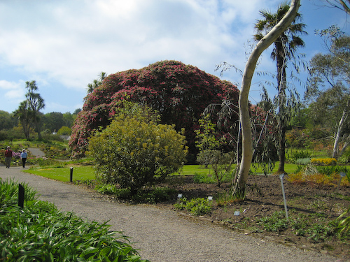 Logan - Rhododendren