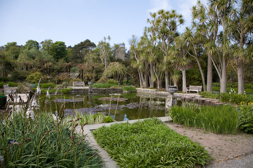 cabbage palms