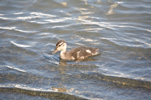 Stockentenküken (mallard)