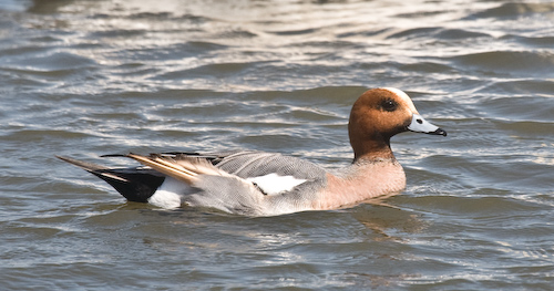 Pfeifente (widgeon)