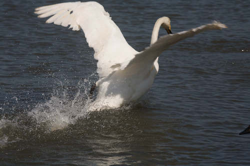 Singschwan startet durch