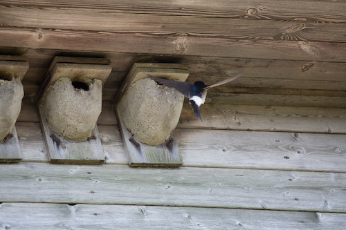 Anflug zur Hausnr. 3 (Mehlschwalbe - house martin)