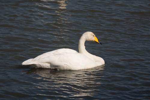 Singschwan - gelber Schnabel (whooper swan)