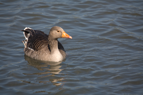 Graugans (greylag goose)