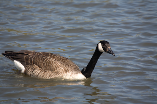 Kanadagans - weiss unterhalb des Auges (canada goose)