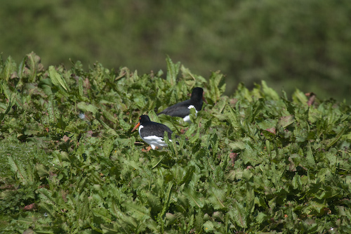 Austernfischer (oyster catcher)